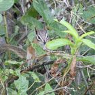 Western Chipmunk