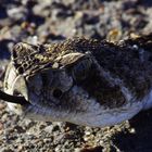 Western diamond-back - Crotalus atrox