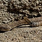 Western diamondback rattlesnake