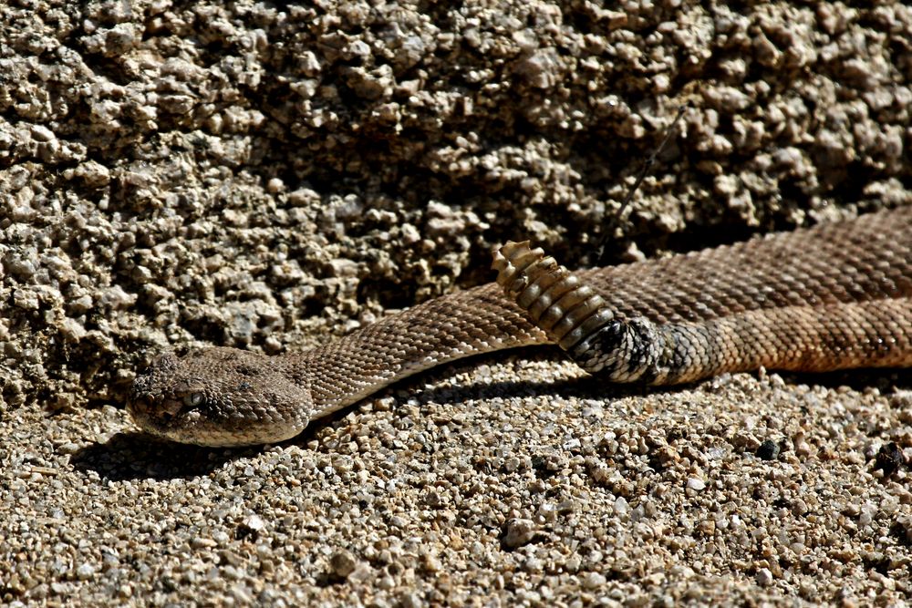 Western diamondback rattlesnake