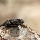 Western Fence Lizard