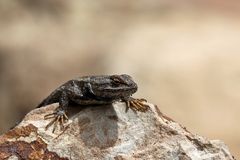 Western Fence Lizard