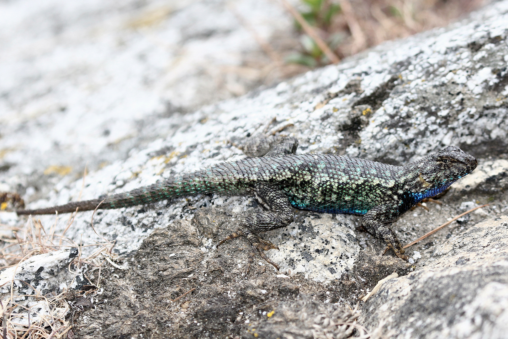 Western Fence Lizard