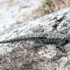 Western Fence Lizard