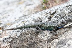 Western Fence Lizard