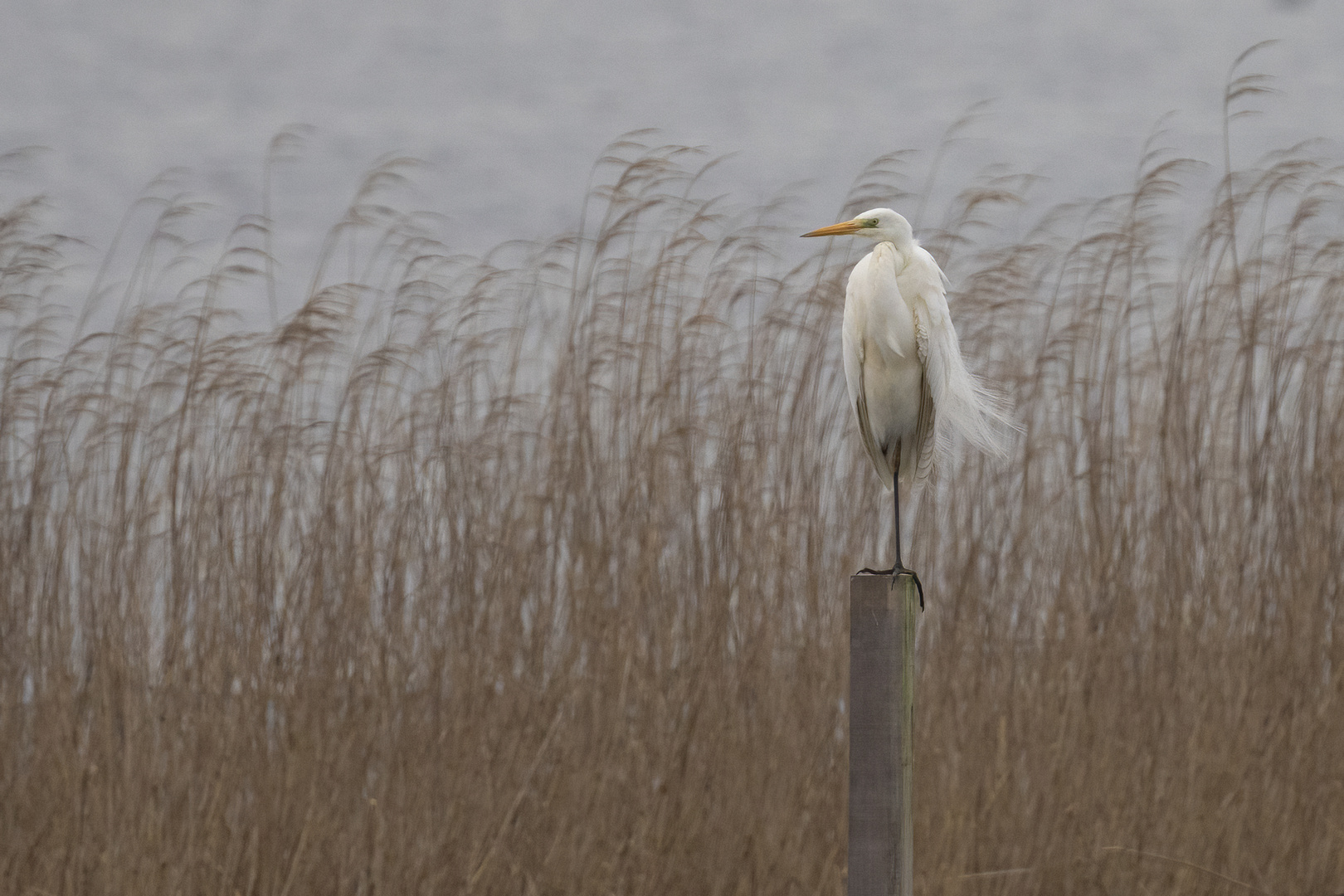 Western Great Egret