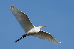 Western Great Egret