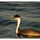 Western Grebe