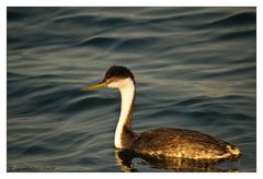 Western Grebe