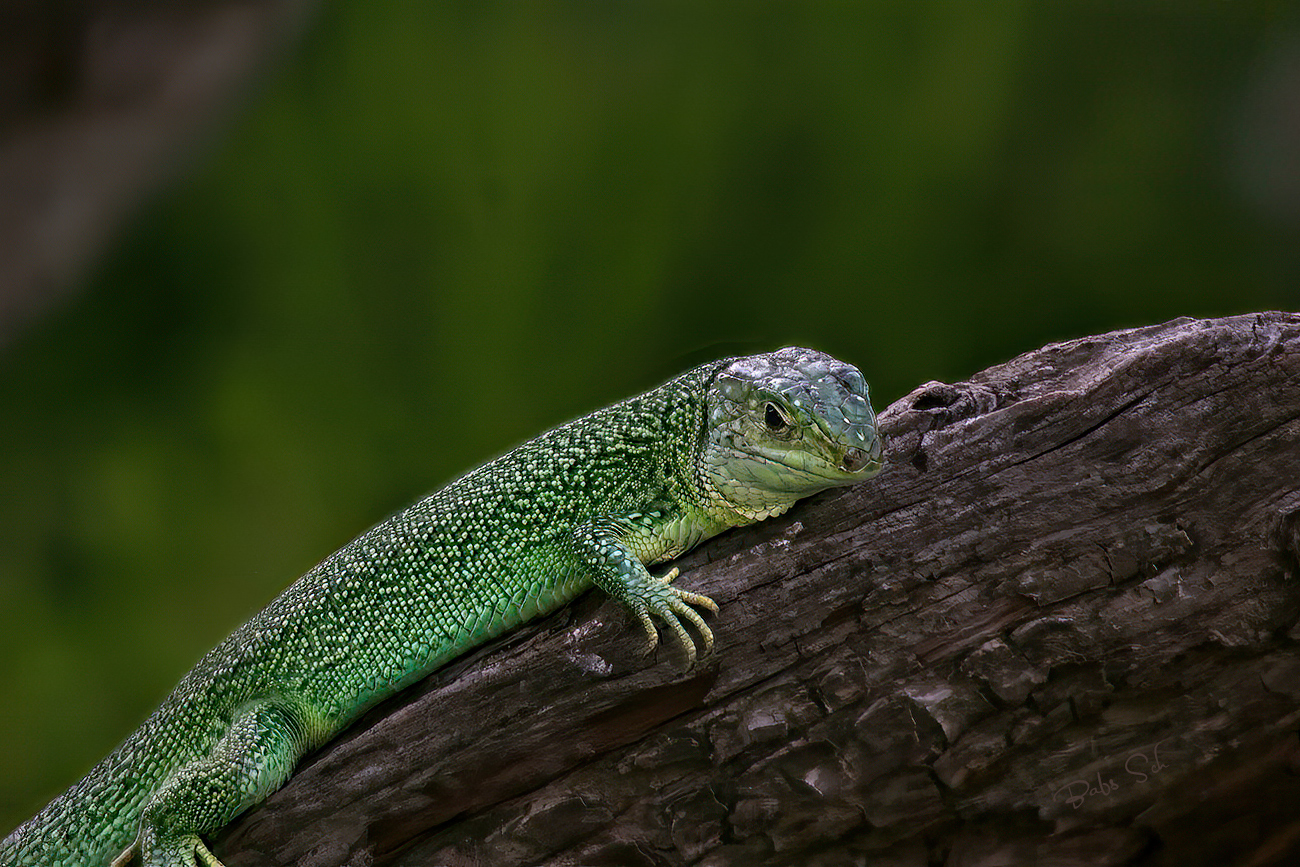 Western green lizard