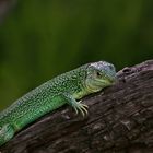 Western green lizard