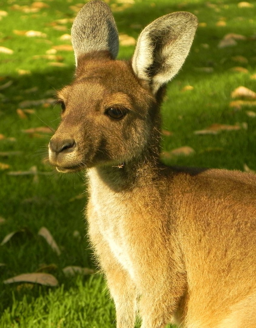Western Grey Kangaroo - Joey