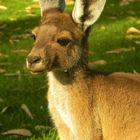 Western Grey Kangaroo - Joey