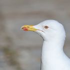 Western Gull Portrait - Larus Occidentalis