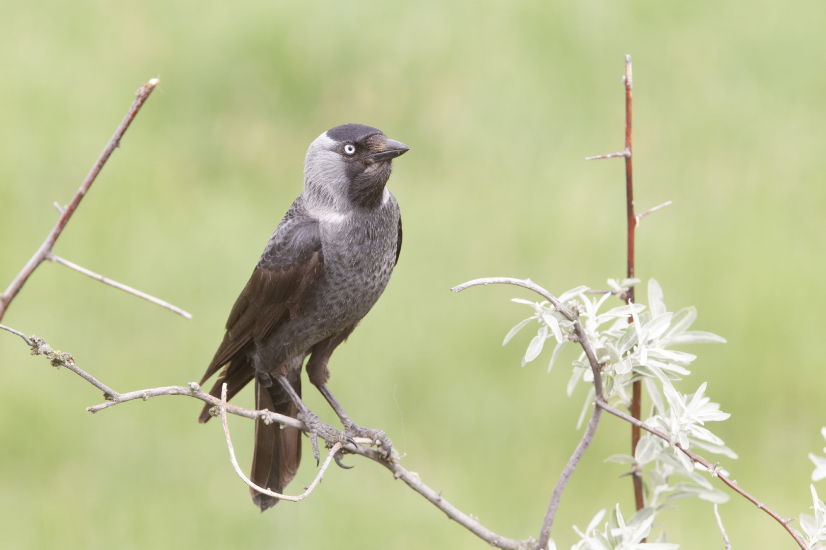 Western jackdaw