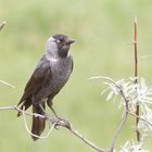 Western jackdaw