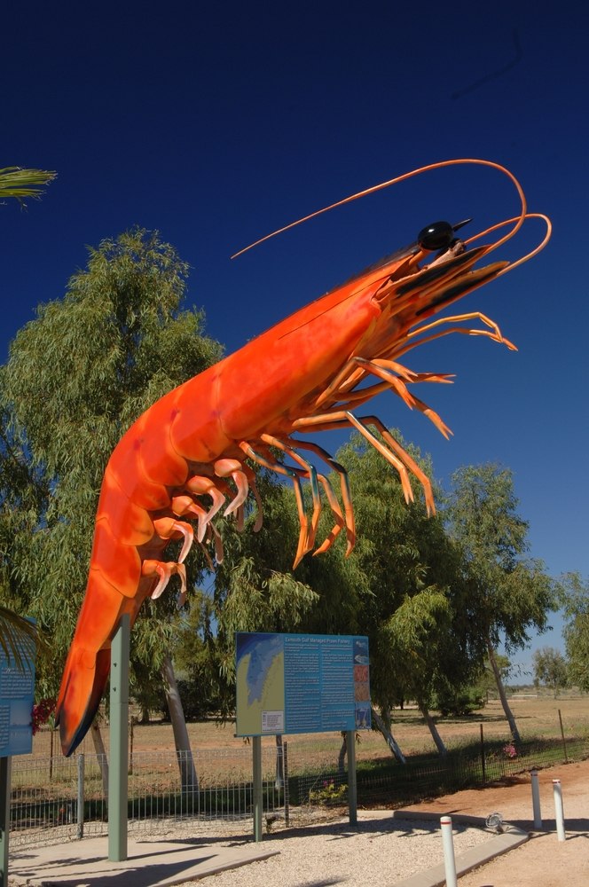 Western King Prawn II