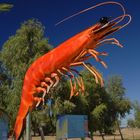 Western King Prawn II