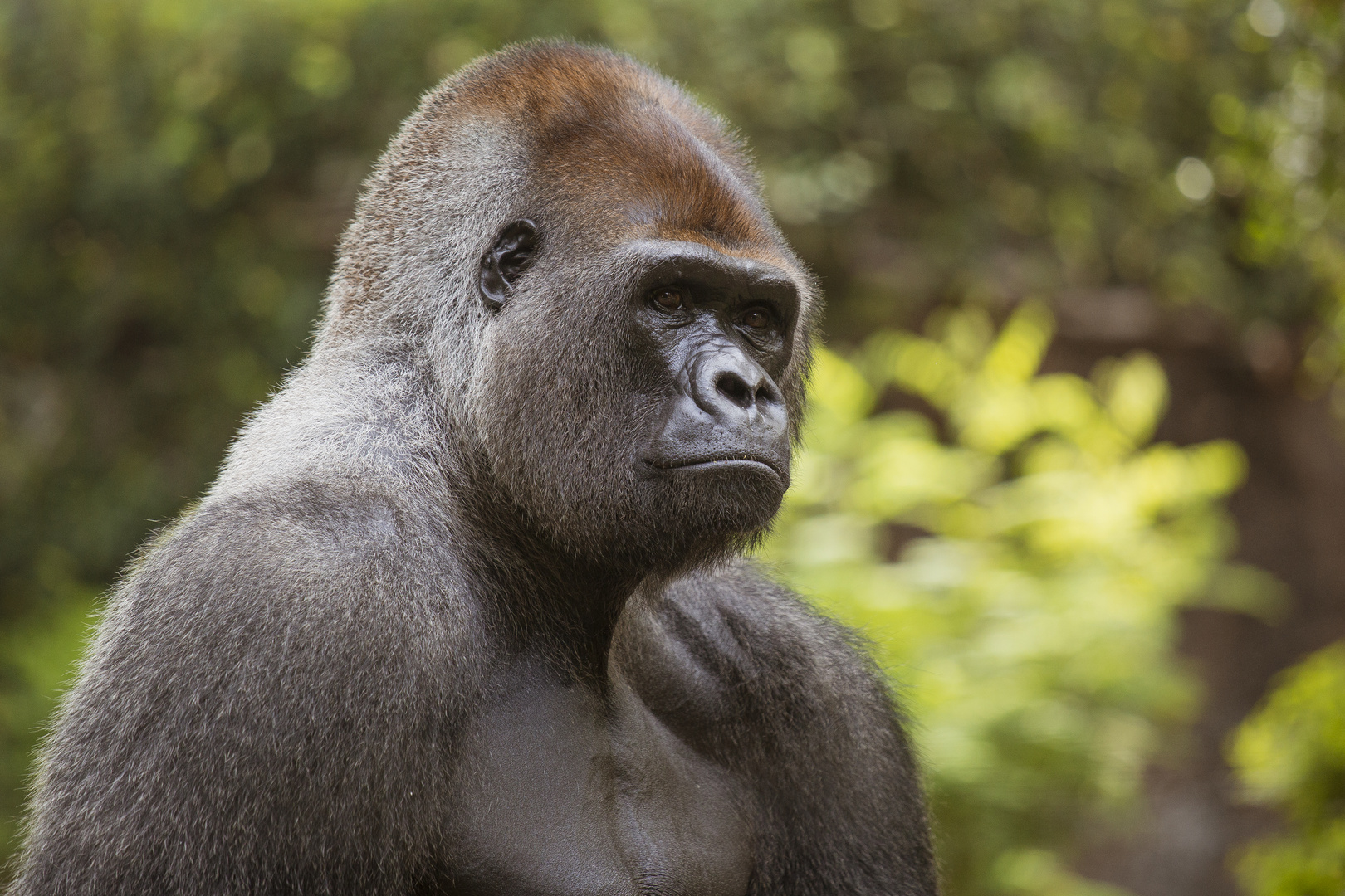 Western lowland gorilla