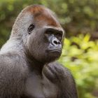 Western lowland gorilla