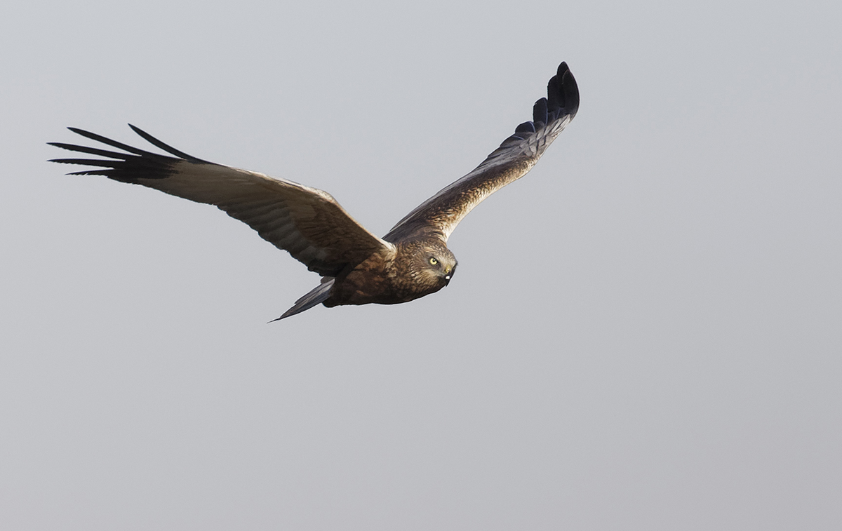 Western Marsh Harrier