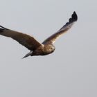 Western Marsh Harrier