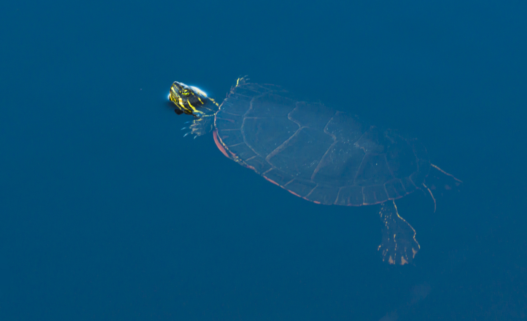 Western Painted Turtle