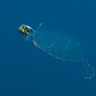 Western Painted Turtle