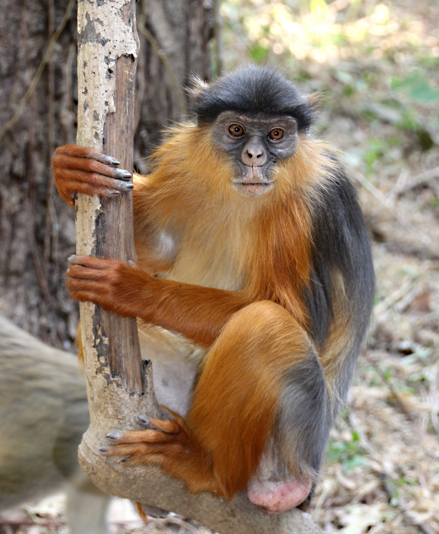 Western Red Colobus Monkey in GAMBIA