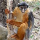 Western Red Colobus Monkey in GAMBIA