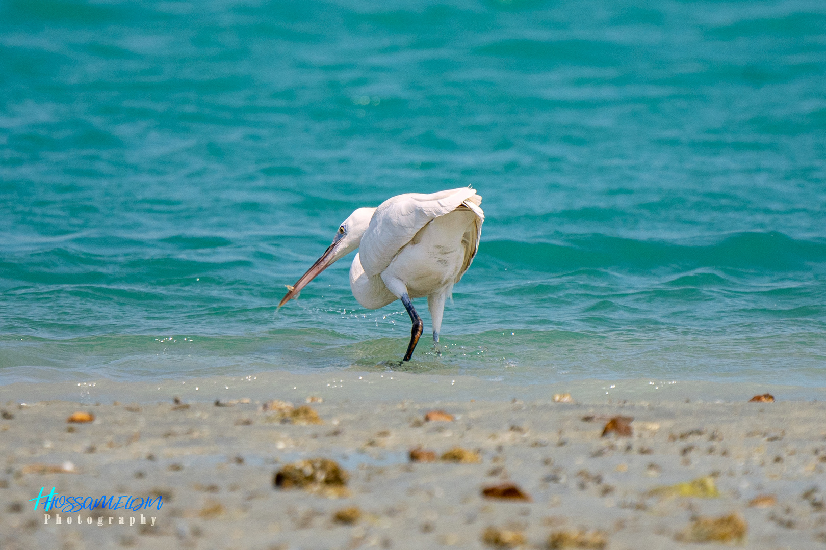 Western Reef-Heron