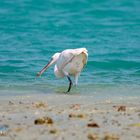 Western Reef-Heron