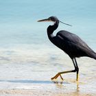 Western Reef-Heron