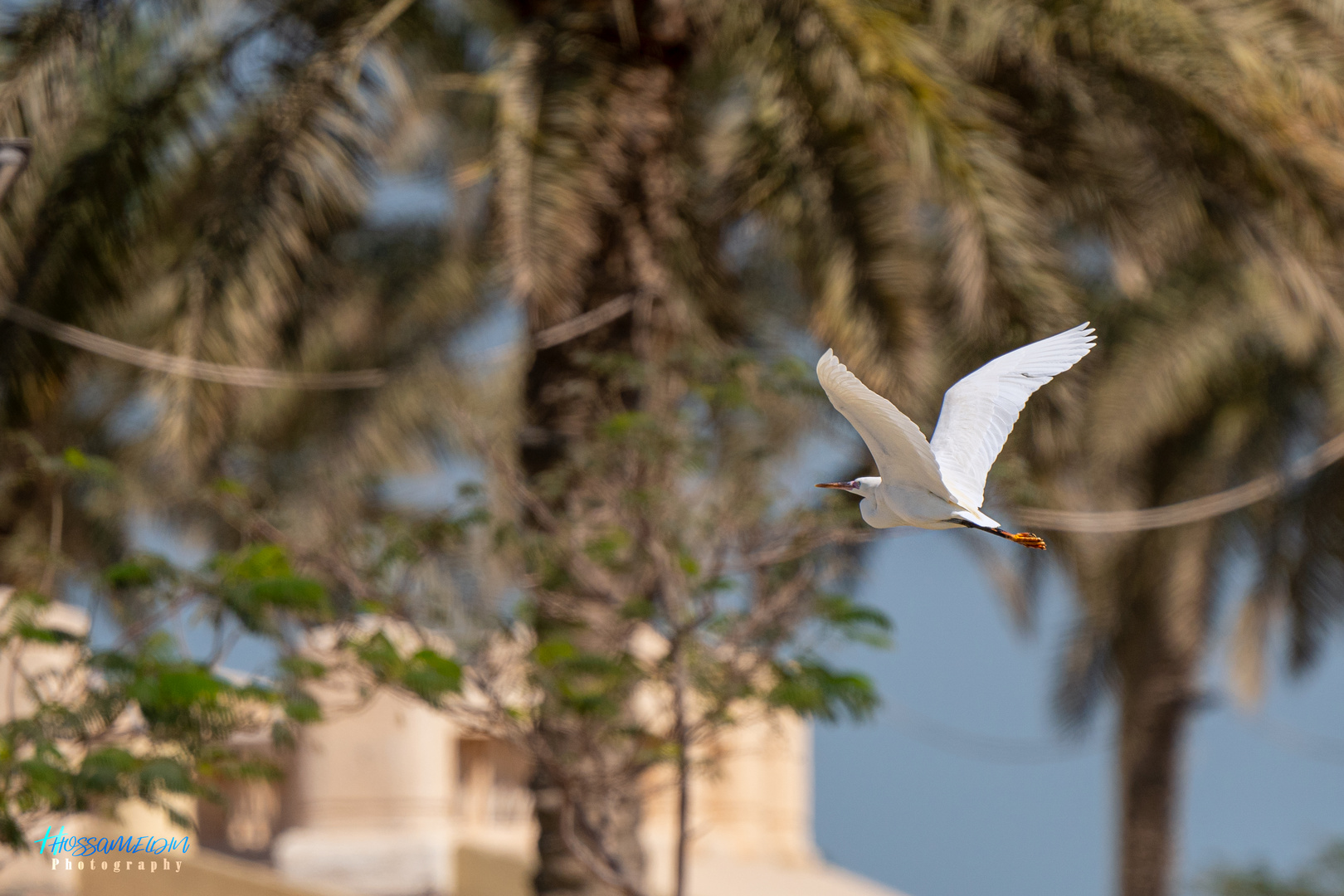 Western Reef-Heron