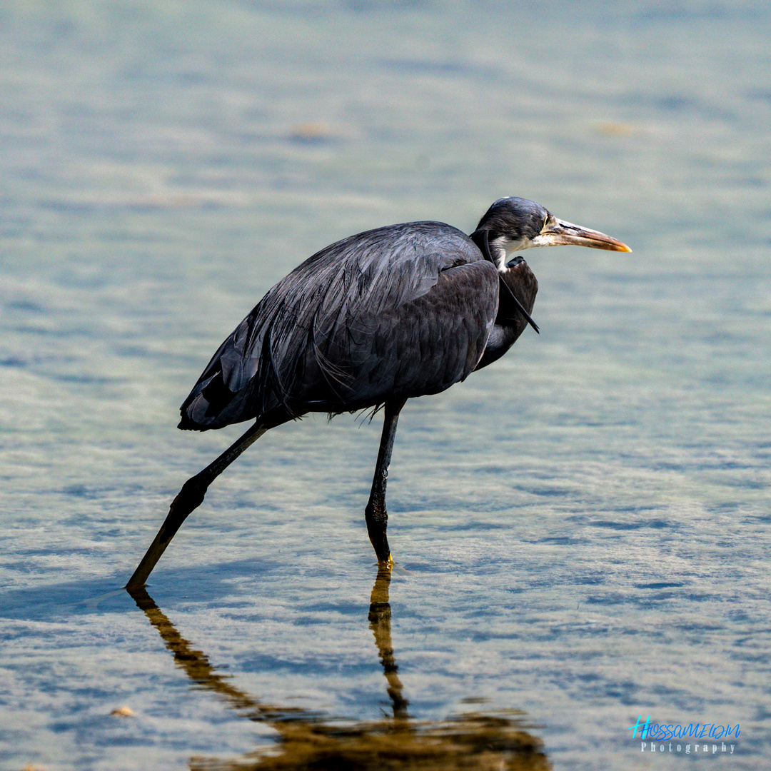 Western Reef-Heron