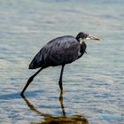 Western Reef-Heron