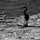 Western reef heron