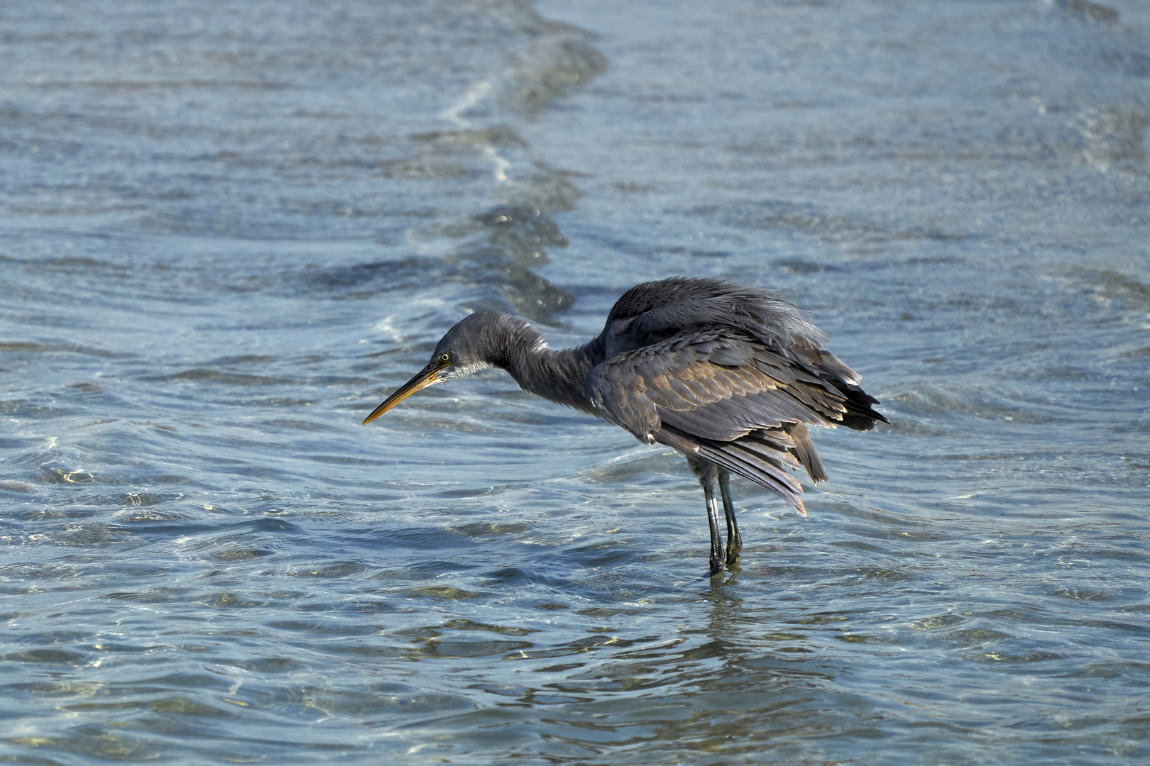 Western reef heron