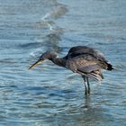 Western reef heron