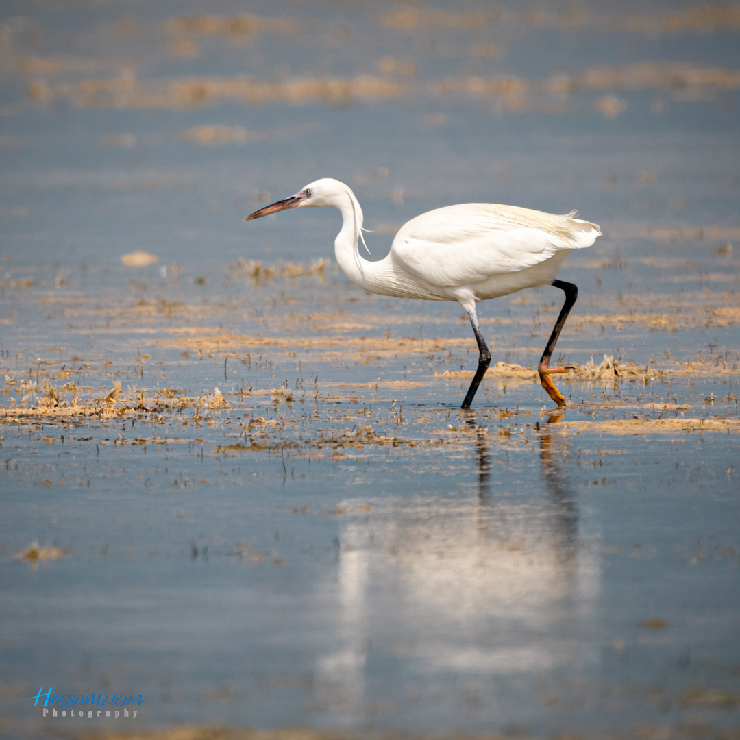 Western Reef-Heron