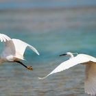 Western Reef-Heron