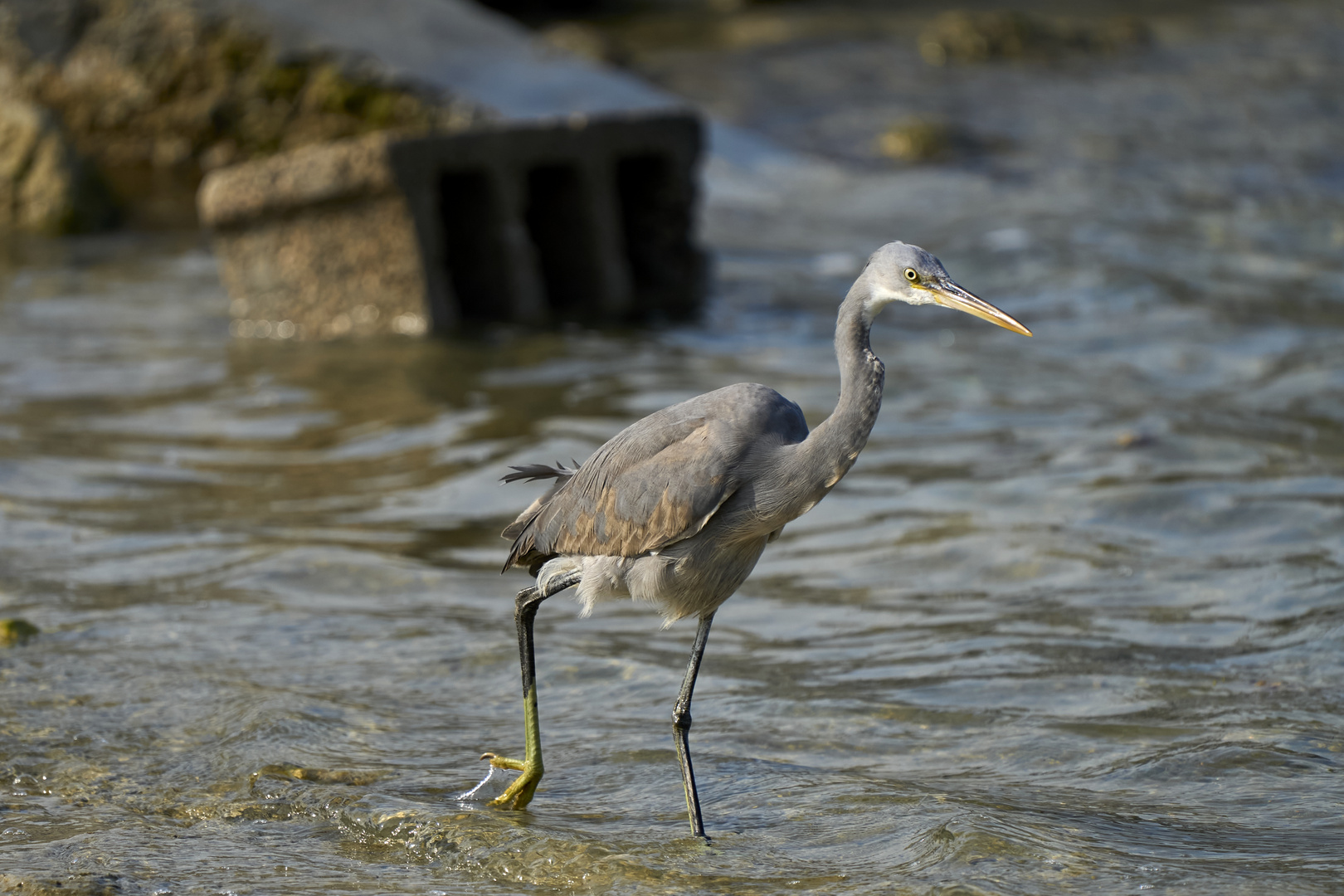 Western reef heron