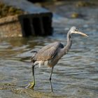 Western reef heron