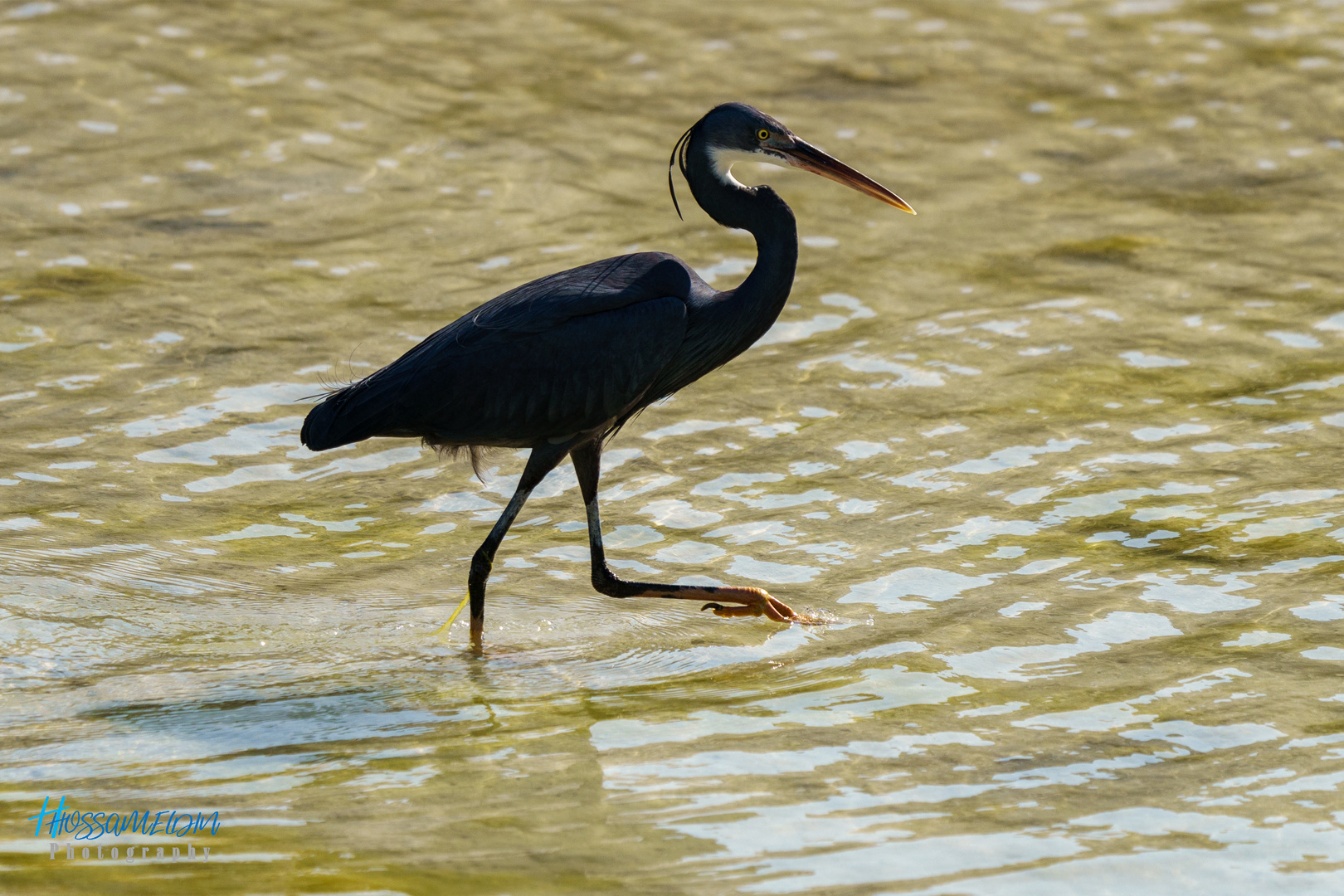 Western reef heron