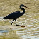 Western reef heron