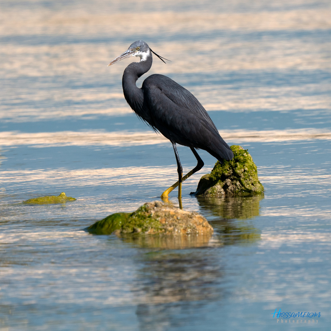 Western Reef-Heron