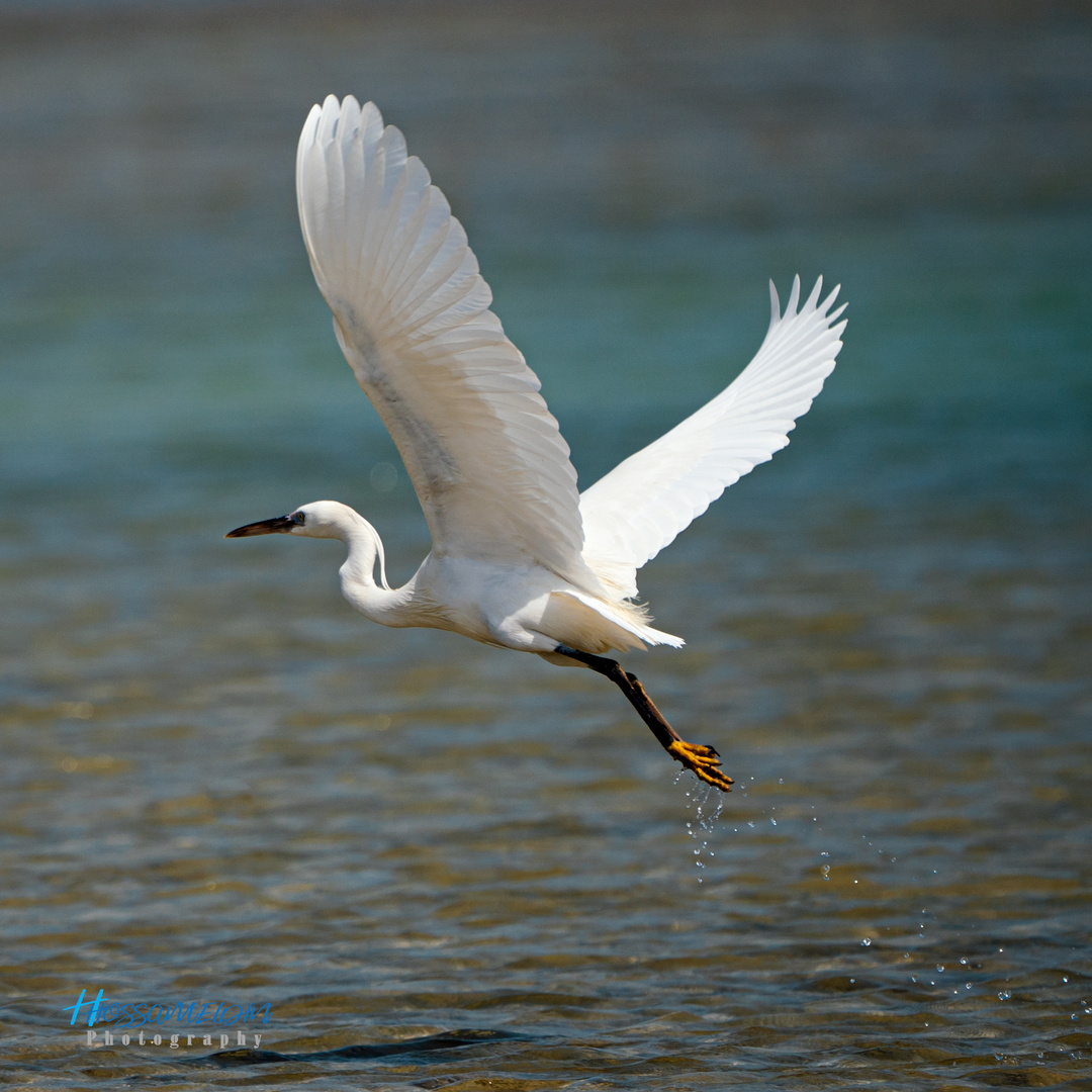 Western Reef-Heron