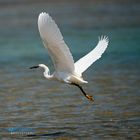 Western Reef-Heron