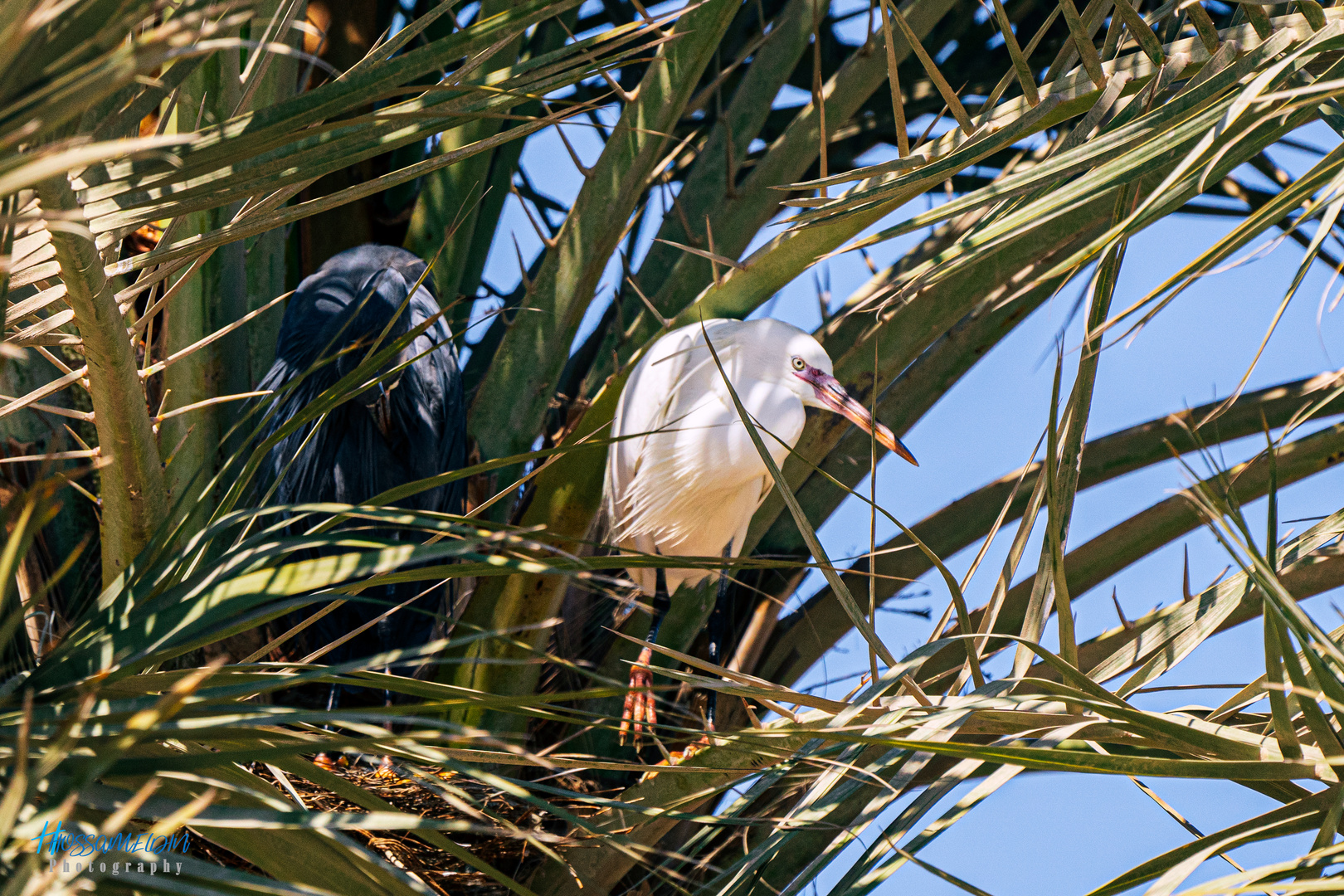 Western Reef-Heron