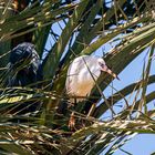 Western Reef-Heron